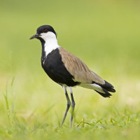 Spur-winged Lapwing